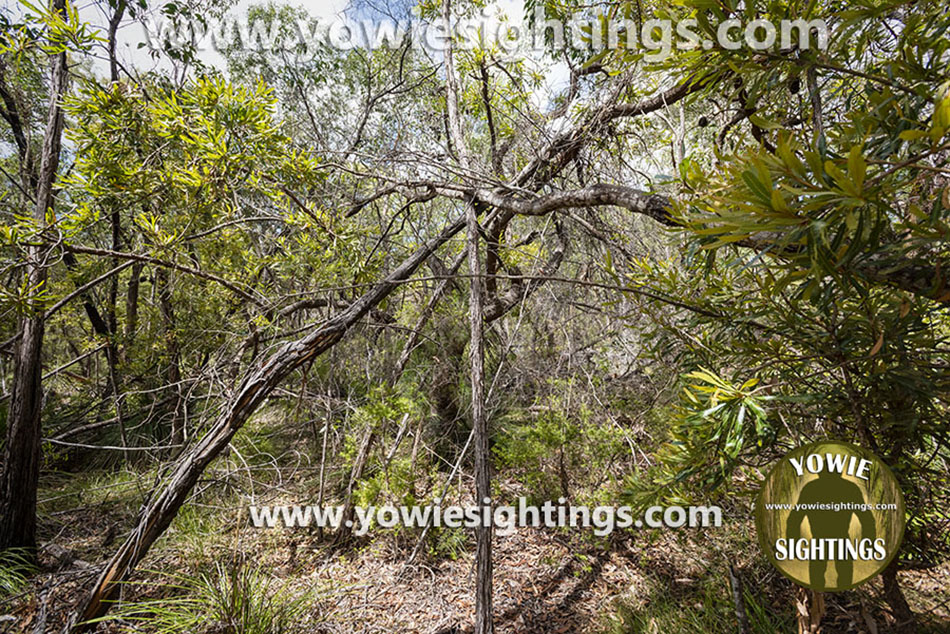 Yowie Tree Structures QLD