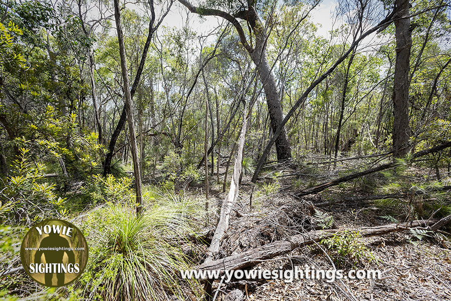 Yowie tree structure 02