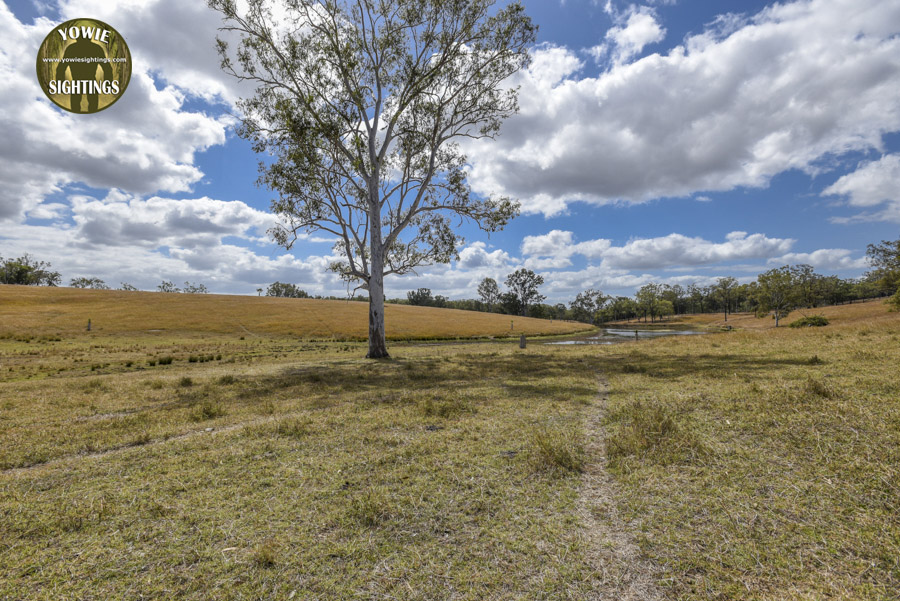 Yowie encounter Teebar QLD