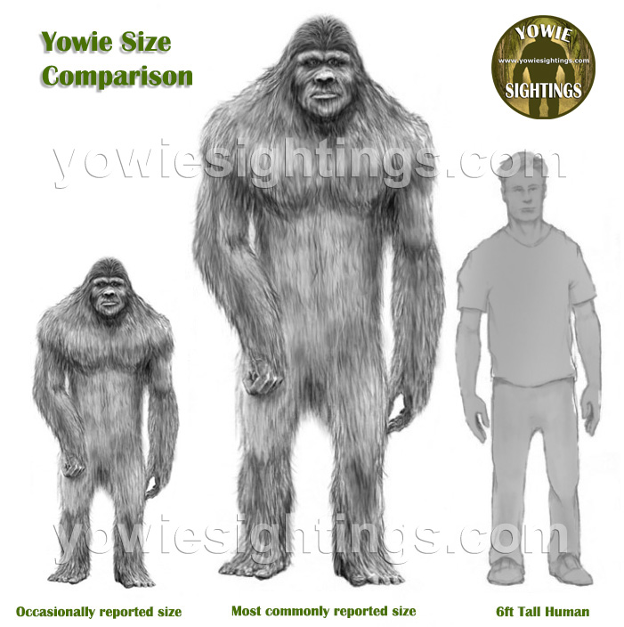 Yowie size comparison